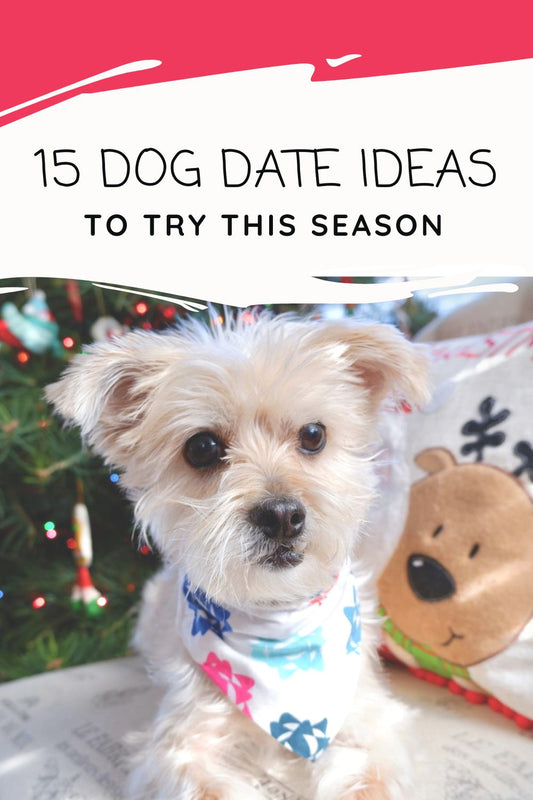 15 Dog Date Ideas To Try This Season - The Paw Pack Goods