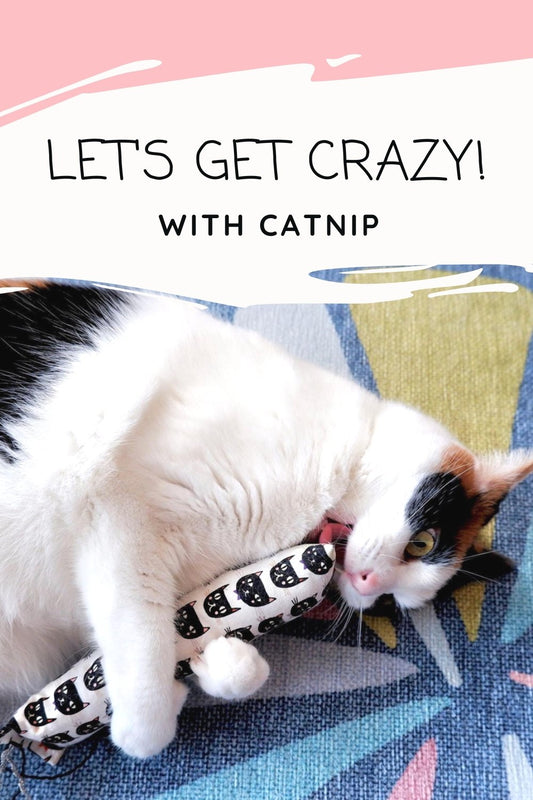 Let's get crazy! - The Paw Pack Goods
